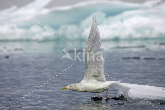 Glaucous Gull (Larus hyperboreus)