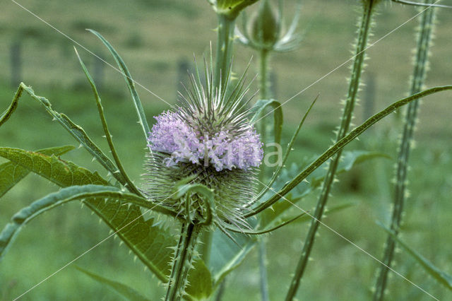 Teasel (Dipsacus fullonum)