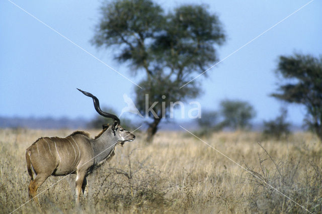 Grote koedoe (Tragelaphus strepsiceros)