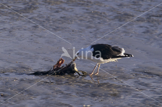 Grote Mantelmeeuw (Larus marinus)