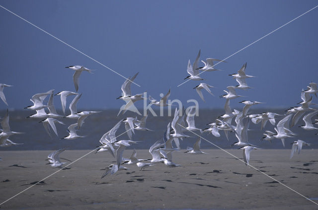 Grote Stern (Sterna sandvicensis)