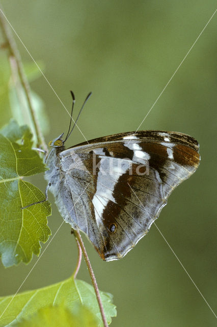 Grote weerschijnvlinder (Apatura iris)