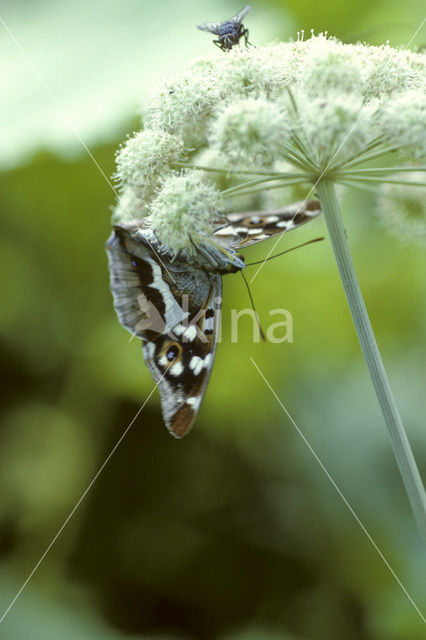 Grote weerschijnvlinder (Apatura iris)