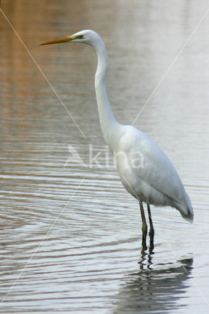 Grote zilverreiger (Casmerodius albus)