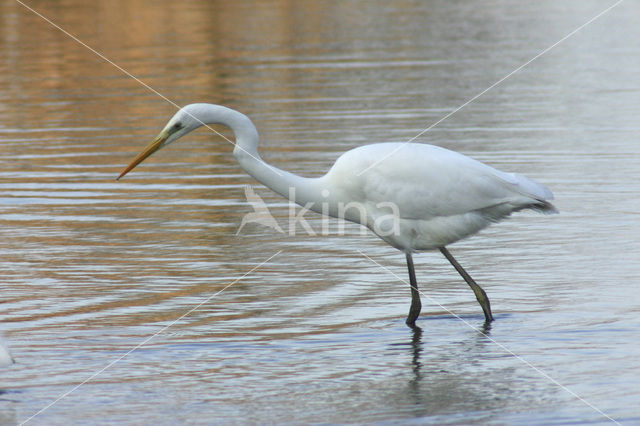 Grote zilverreiger (Casmerodius albus)