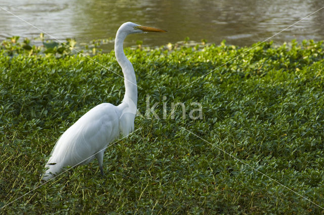 Great White Egret