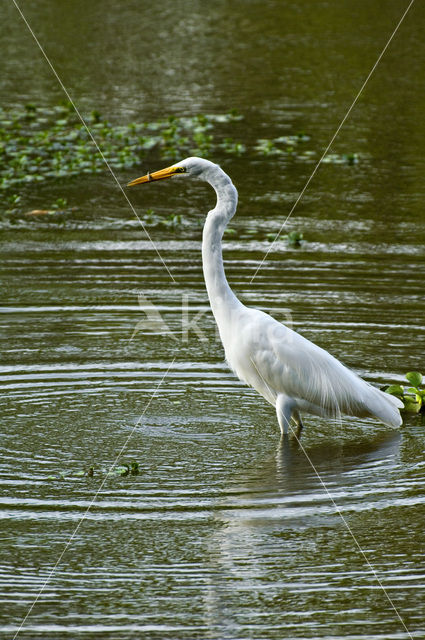 Grote zilverreiger (Casmerodius albus)