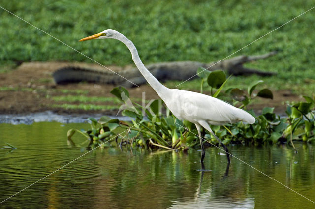 Great White Egret