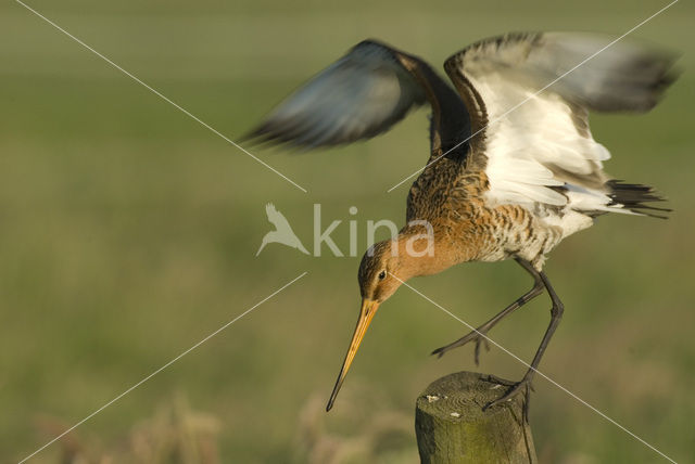 Black-tailed Godwit (Limosa limosa)