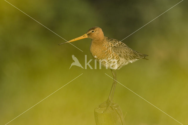 Black-tailed Godwit (Limosa limosa)