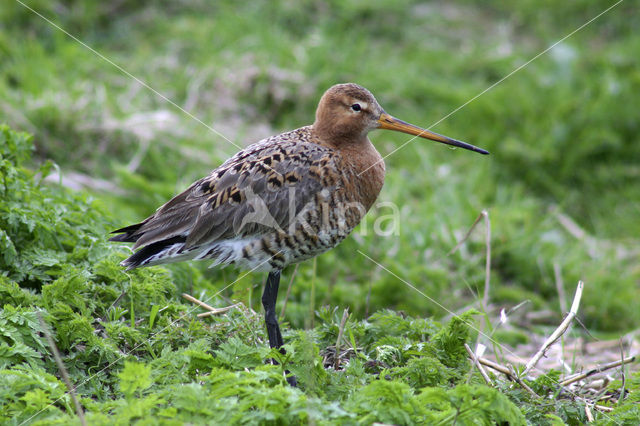 Black-tailed Godwit (Limosa limosa)