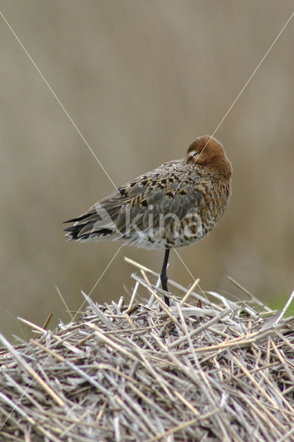 Black-tailed Godwit (Limosa limosa)