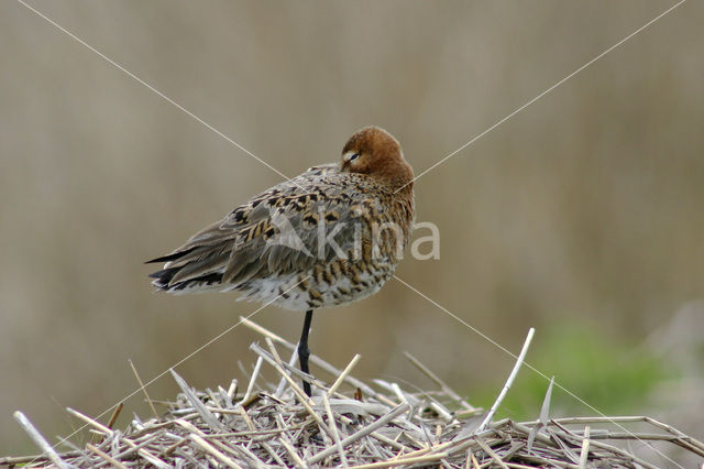 Black-tailed Godwit (Limosa limosa)