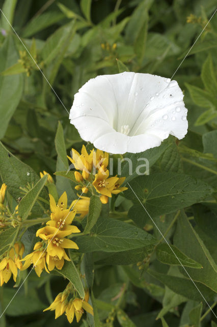 Haagwinde (Convolvulus sepium)