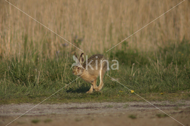 Brown Hare (Lepus europaeus)