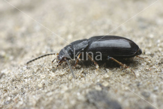 Acupalpus brunnipes