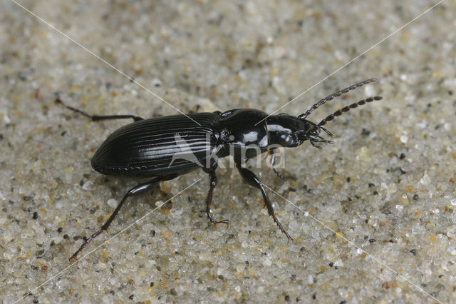 Heidezwartschild (Pterostichus rhaeticus)