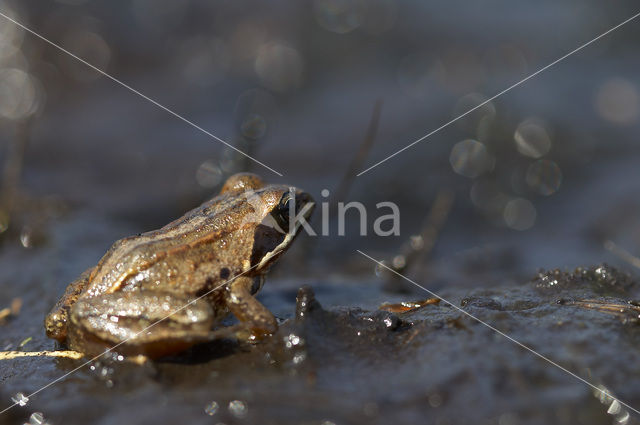 Heikikker (Rana arvalis)