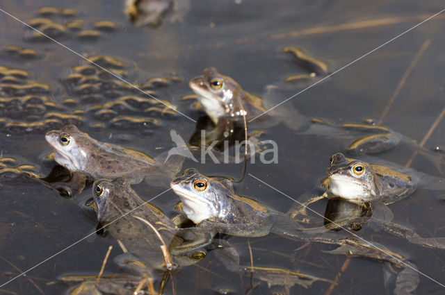 Moor Frog (Rana arvalis)