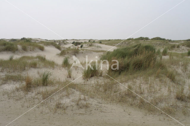 Marram (Ammophila arenaria)