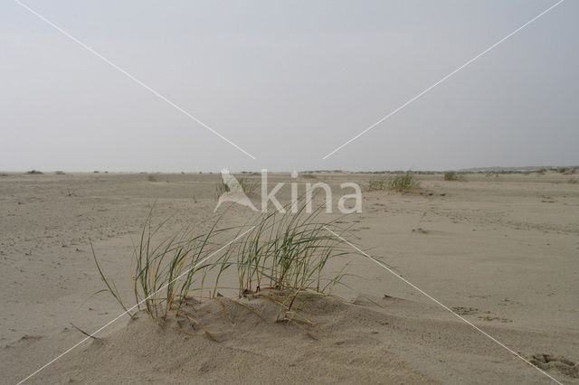 Marram (Ammophila arenaria)