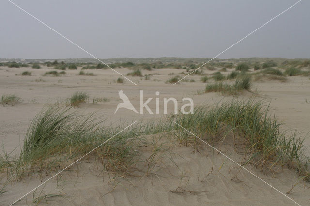 Marram (Ammophila arenaria)