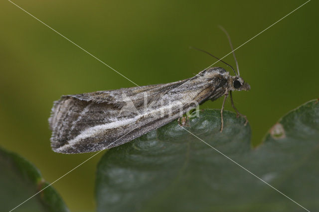 Herfstbremspanner (Chesias legatella)