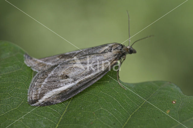 Herfstbremspanner (Chesias legatella)