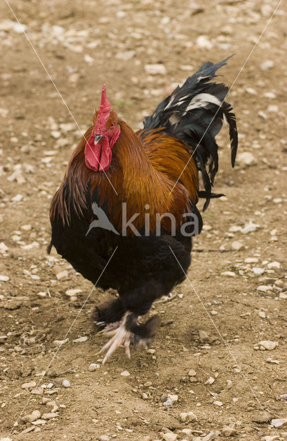 Fowl