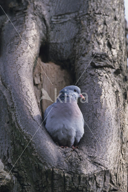 Holenduif (Columba oenas)