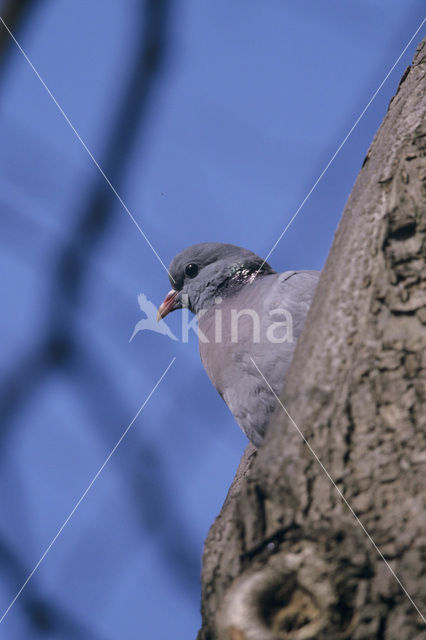 Stock Dove (Columba oenas)