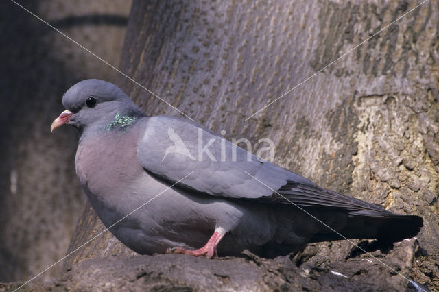 Stock Dove (Columba oenas)