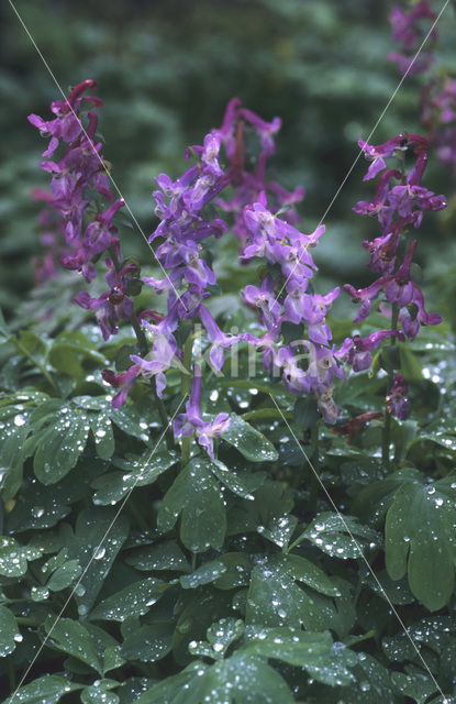 Holwortel (Corydalis cava)