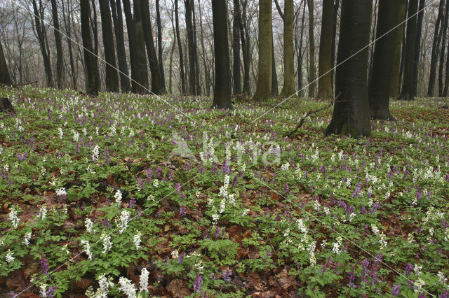 Hollow-root (Corydalis cava)