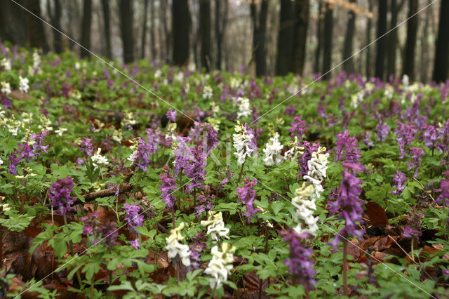 Holwortel (Corydalis cava)