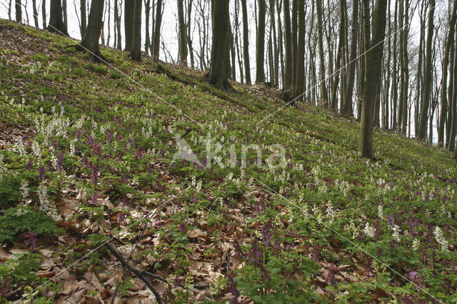 Holwortel (Corydalis cava)