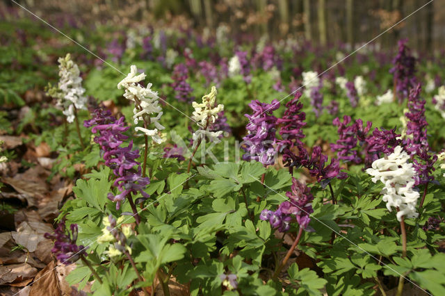 Hollow-root (Corydalis cava)