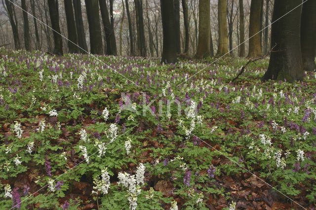 Holwortel (Corydalis cava)