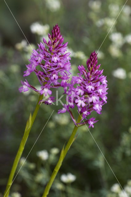 Pyramidal Orchid (Anacamptis pyramidalis)