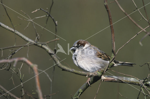 House Sparrow (Passer domesticus)