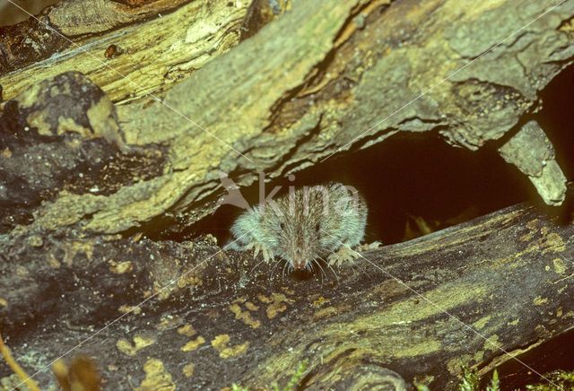 Huisspitsmuis (Crocidura russula)