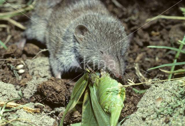 Huisspitsmuis (Crocidura russula)