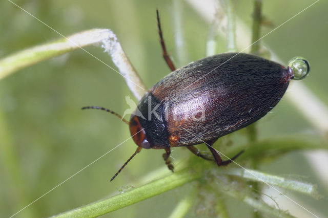 Hydroporus erythrocephalus