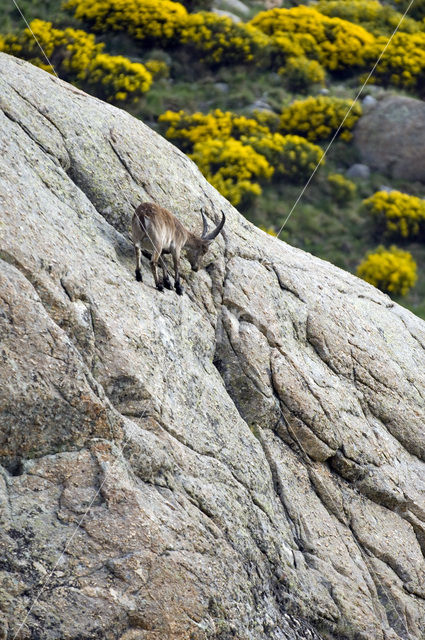 Spanish ibex (Capra pyrenaica)