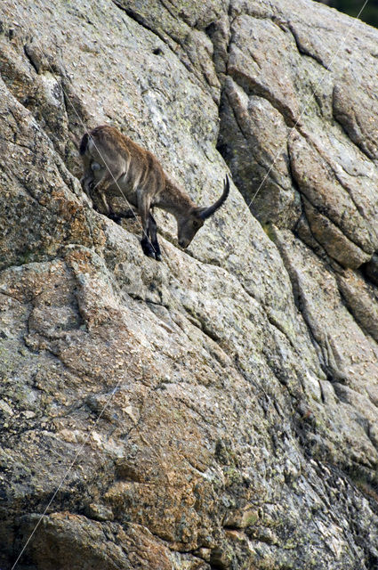 Spanish ibex (Capra pyrenaica)