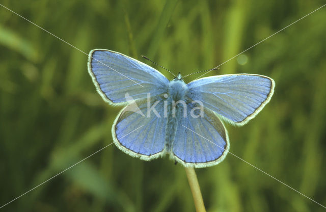 Icarusblauwtje (Polyommatus icarus)