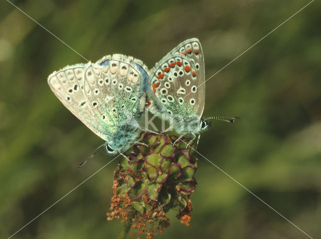 Common Blue (Polyommatus icarus)