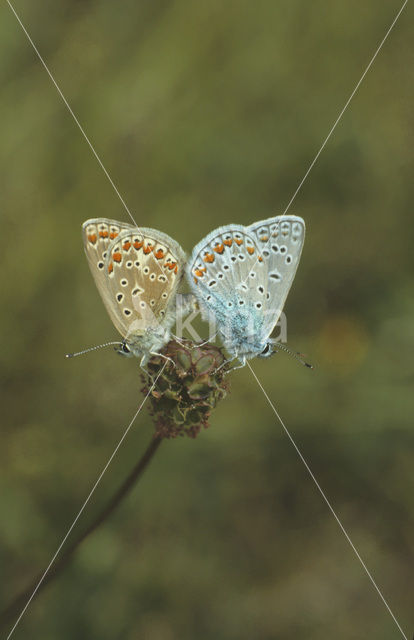 Common Blue (Polyommatus icarus)