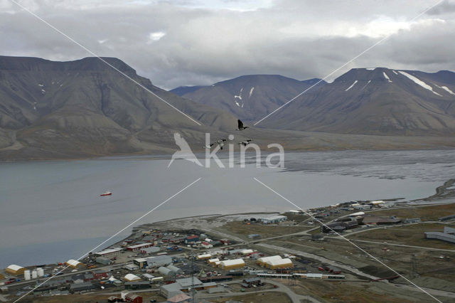 Isfjord