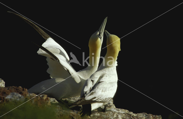 Northern Gannet (Morus bassanus)